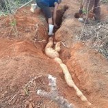 Causos do Suzenando - II – A mandioca gigante