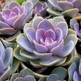 Flor de pedra