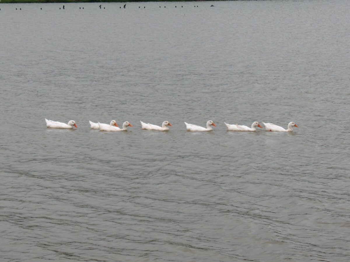 patinhos na lagoa