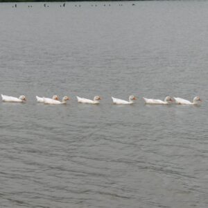 patinhos na lagoa