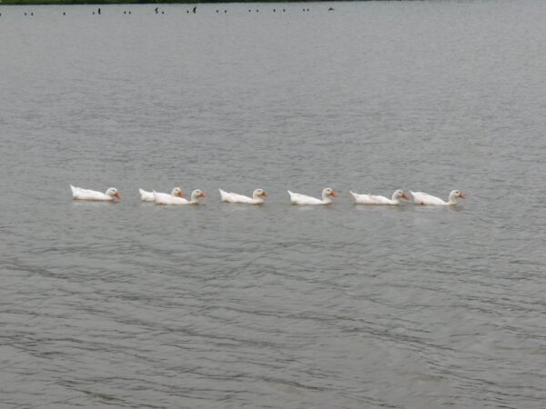 patinhos na lagoa
