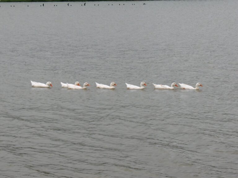 patinhos na lagoa